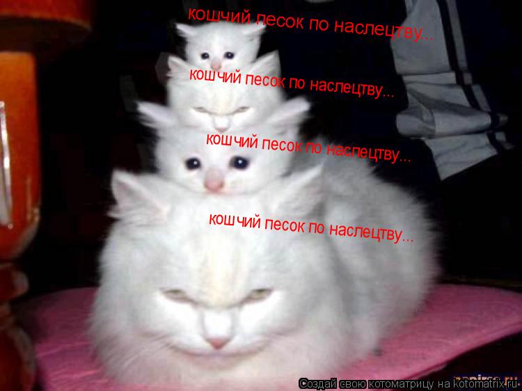 кошчий песок по наслецтву... кошчий песок по наслецтву... кошчий песок по наслецтву... кошчий песок п... Котоматрица: кошчий песок по наслецтву... кошчий песок по наслецтву... кошчий песок по наслецтву... кошчий песок по наслецтву...