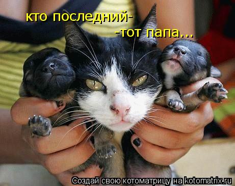 Котоматрица: кто последний- -тот папа...