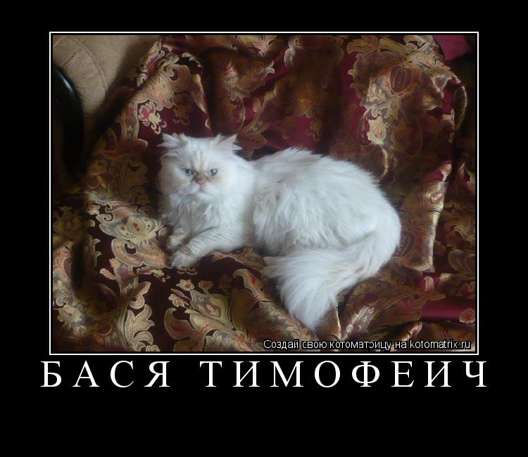Котоматрица: Бася Тимофеич 