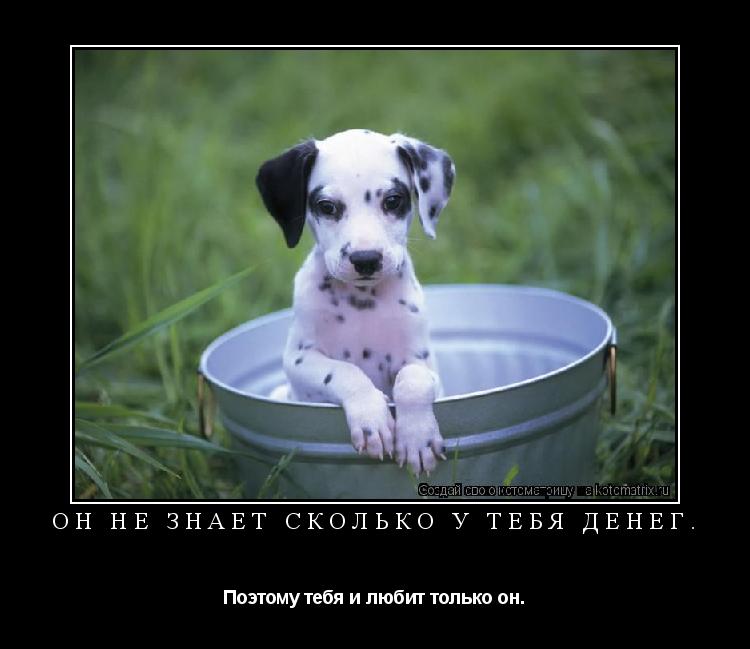 Котоматрица: Он не знает сколько у тебя денег. Поэтому тебя и любит только он.