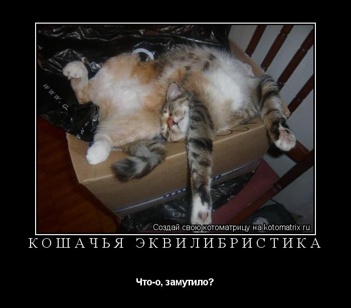 Котоматрица: КОШАЧЬЯ ЭКВИЛИБРИСТИКА Что-о, замутило?