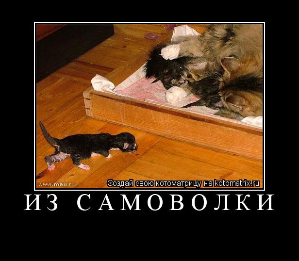 ИЗ САМОВОЛКИ ... Котоматрица: ИЗ САМОВОЛКИ