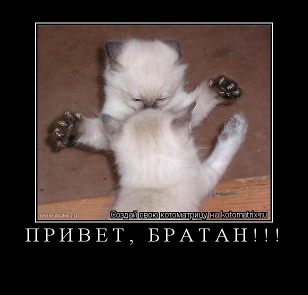 Котоматрица: ПРИВЕТ, БРАТАН!!! 