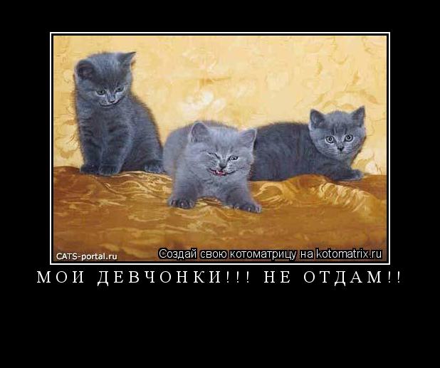 Котоматрица: МОИ ДЕВЧОНКИ!!! НЕ ОТДАМ!! 