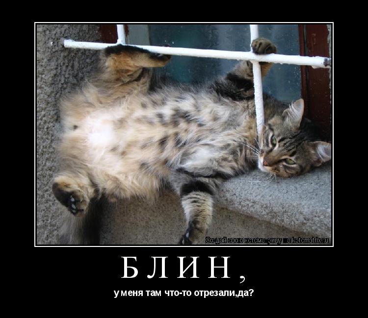 блин, у меня там что-то отрезали,да?... Котоматрица: блин, у меня там что-то отрезали,да?