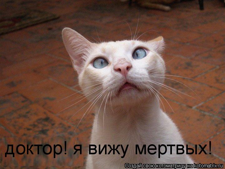 Котоматрица: доктор! я вижу мертвых!
