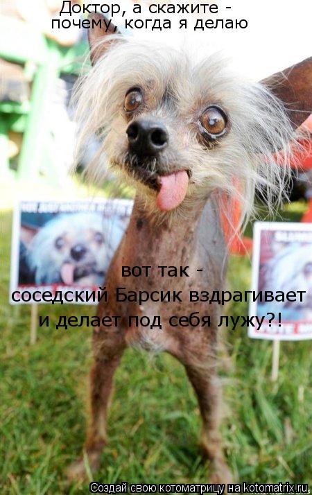 Доктор, а скажите - почему, когда я делаю вот так - соседский Барсик вздрагивает и делает под себя ... Котоматрица: Доктор, а скажите - почему, когда я делаю вот так - соседский Барсик вздрагивает и делает под себя лужу?!