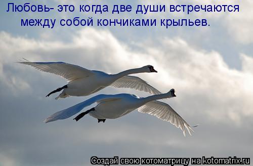 Котоматрица: Любовь- это когда две души встречаются между собой кончиками крыльев.