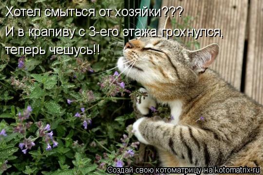 Хотел смыться от хозяйки??? И в крапиву с 3-его этажа грохнулся, теперь чешусь!!... Котоматрица: Хотел смыться от хозяйки??? И в крапиву с 3-его этажа грохнулся, теперь чешусь!!