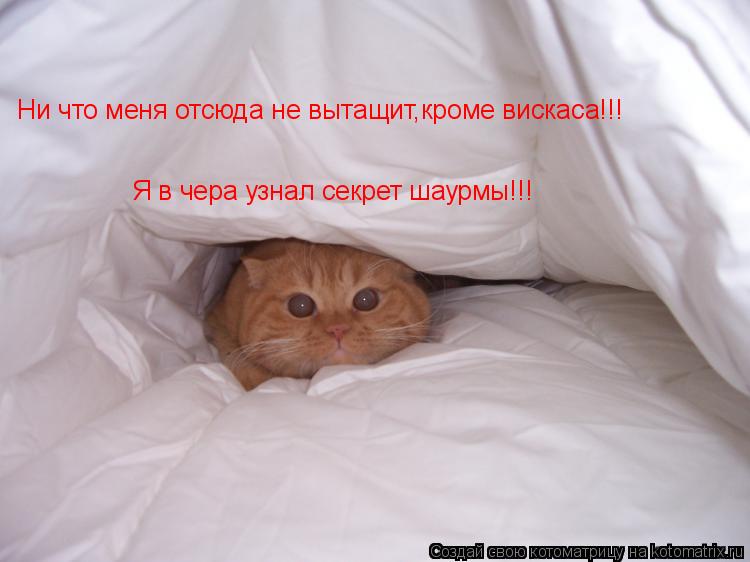 Ни что меня отсюда не вытащит,кроме вискаса!!! Я в чера узнал секрет шаурмы!!!... Котоматрица: Ни что меня отсюда не вытащит,кроме вискаса!!! Я в чера узнал секрет шаурмы!!!