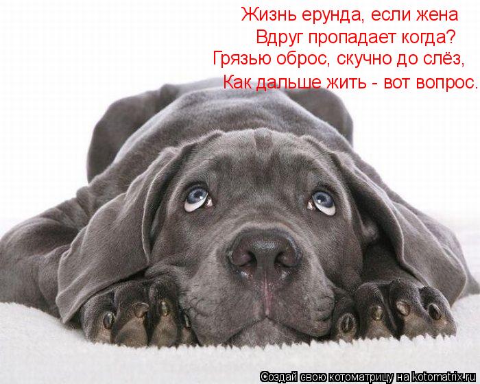 Жизнь ерунда, если жена Вдруг пропадает когда? Грязью оброс, скучно до слёз, Как дальше жить -... Котоматрица: Жизнь ерунда, если жена Вдруг пропадает когда? Грязью оброс, скучно до слёз, Как дальше жить - вот вопрос.