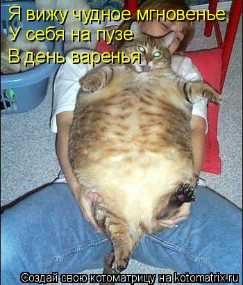 Я вижу чудное мгновенье, В день варенья У себя на пузе... Котоматрица: Я вижу чудное мгновенье, В день варенья У себя на пузе