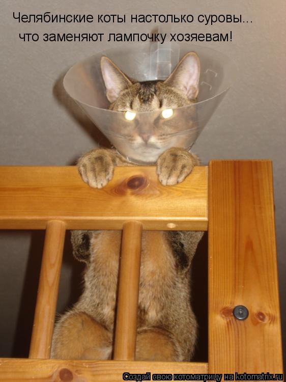 Котоматрица: Челябинские коты настолько суровы... что заменяют лампочку хозяевам!