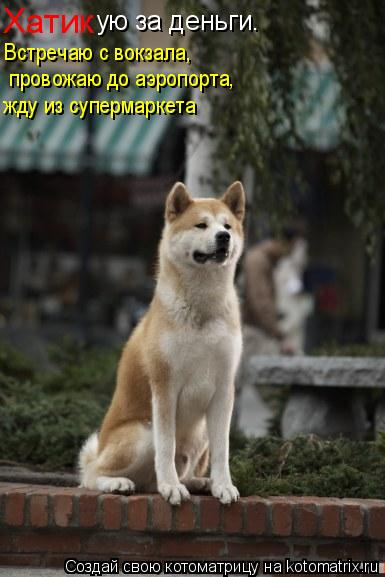 Котоматрица: Хатик ую за деньги. Встречаю с вокзала,  провожаю до аэропорта,  жду из супермаркета