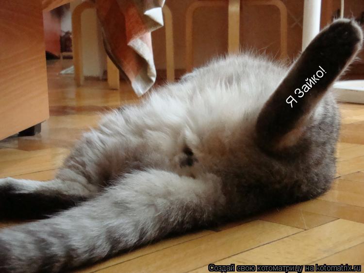 Котоматрица: Я Зайко!
