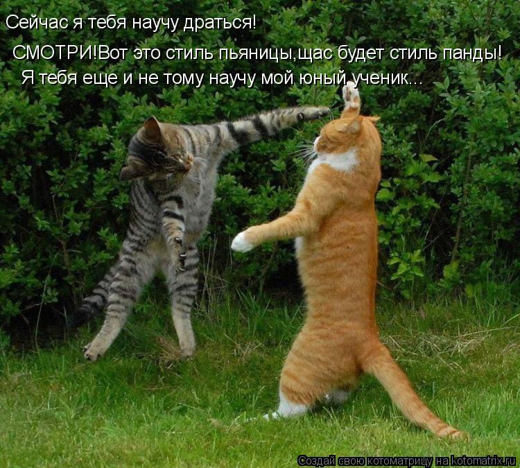 Котоматрица: Сейчас я тебя научу драться! СМОТРИ!Вот это стиль пьяницы,щас будет стиль панды! Я тебя еще и не тому научу мой юный ученик...