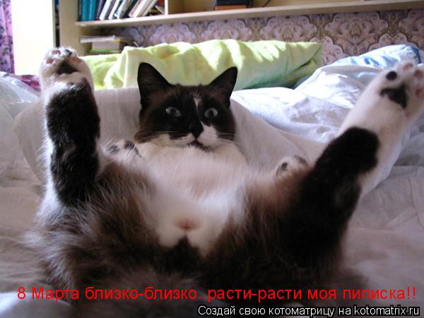 8 Марта близко-близко..расти-расти моя пиписка!!... Котоматрица: 8 Марта близко-близко..расти-расти моя пиписка!!