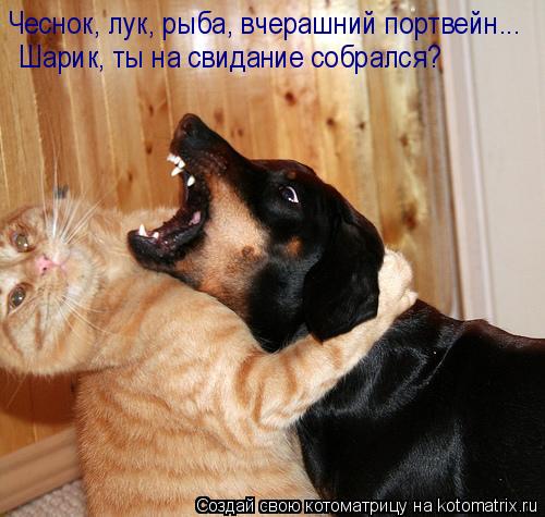 Котоматрица: Чеснок, лук, рыба, вчерашний портвейн...  Шарик, ты на свидание собрался?