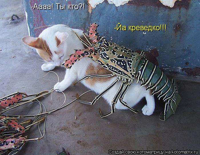 Котоматрица: -Аааа! Ты кто?! -Йа креведко!!!