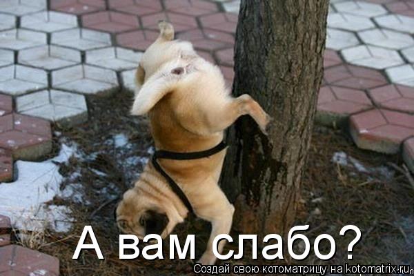 А вам слабо?... Котоматрица: А вам слабо?