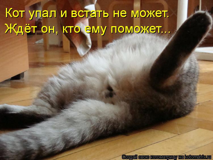Кот упал и встать не может. Ждёт он, кто ему поможет...... Котоматрица: Кот упал и встать не может. Ждёт он, кто ему поможет...