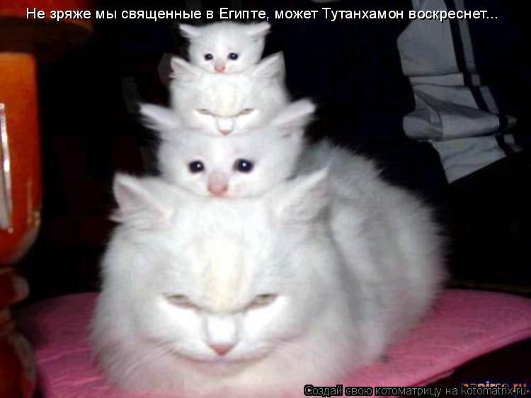 Не зряже мы священные в Египте, может Тутанхамон воскреснет...... Котоматрица: Не зряже мы священные в Египте, может Тутанхамон воскреснет...
