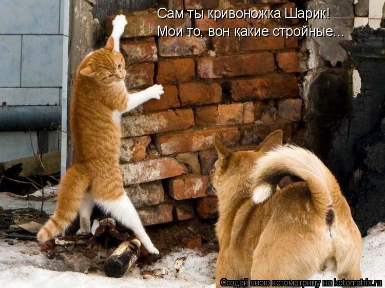 Котоматрица: Сам ты кривоножка Шарик!  Мои то, вон какие стройные...