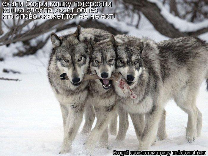 Котоматрица: ехали бояри,кошку потерряли. кошка сдохла,хвост облез, кто слово скажет,тот её не ест!
