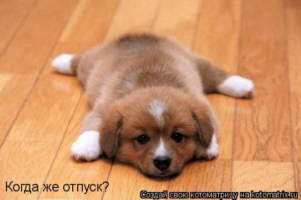 Котоматрица: Когда же отпуск?