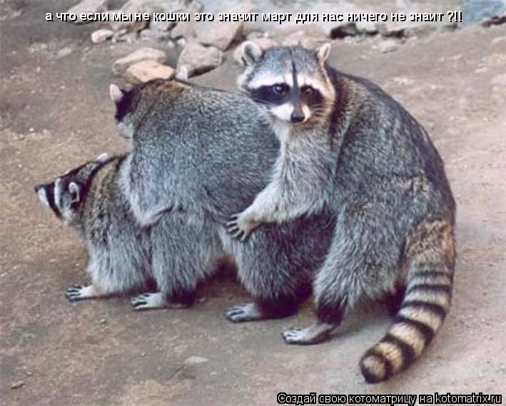 Котоматрица: а что если мы не кошки это значит март для нас ничего не знаит ?!!