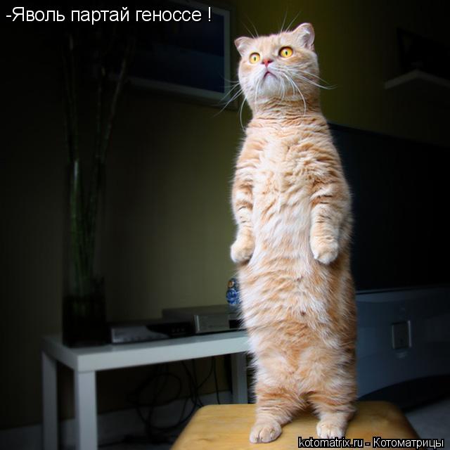 -Яволь партай геноссе !... Котоматрица: -Яволь партай геноссе !