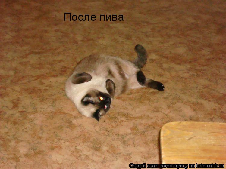 Котоматрица: После пива