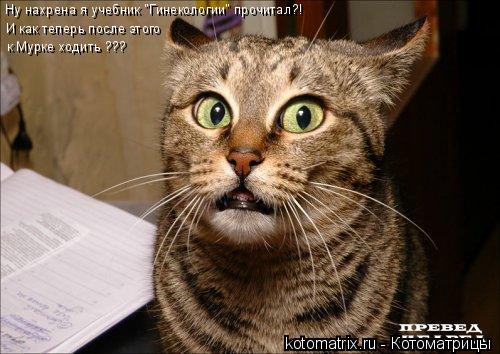 Котоматрица: Ну нахрена я учебник "Гинекологии" прочитал?! И как теперь после этого к Мурке ходить ???
