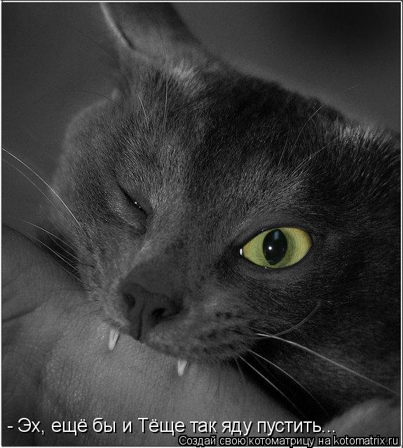 Котоматрица: - Эх, ещё бы и Тёще так яду пустить...