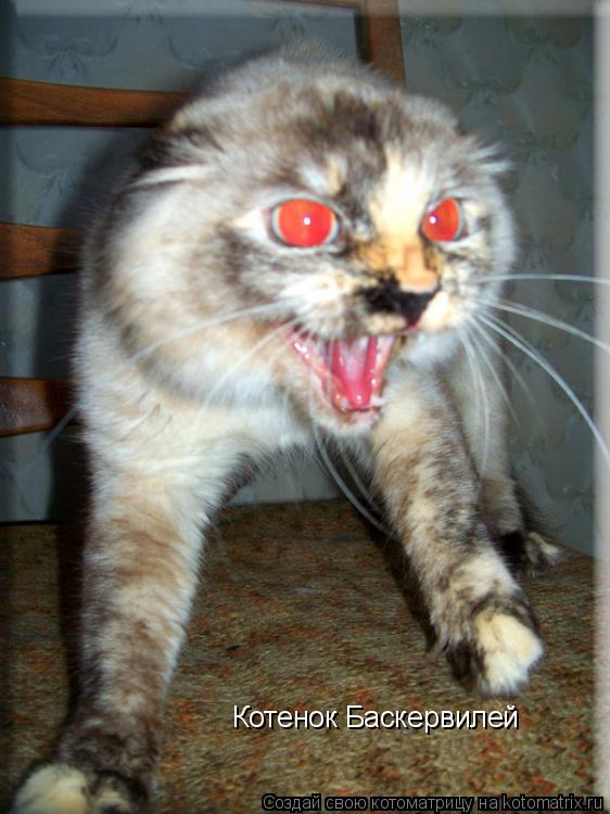 Котенок Баскервилей... Котоматрица: Котенок Баскервилей