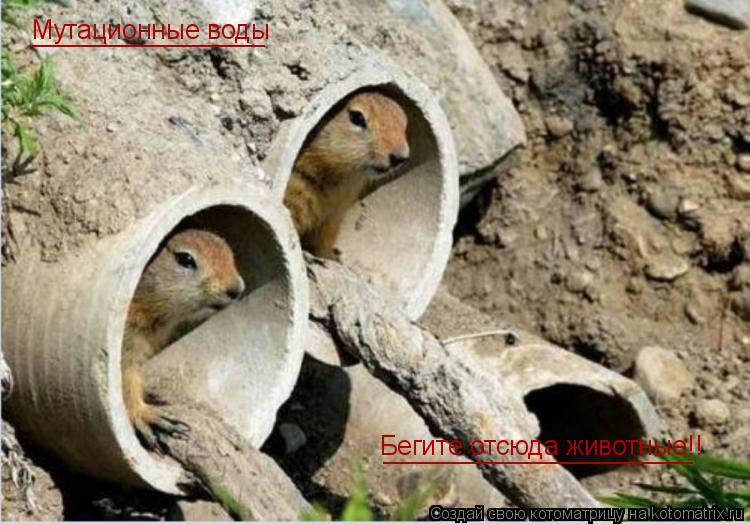 Котоматрица: Мутационные воды ________________ Бегите отсюда животные!! _____________________