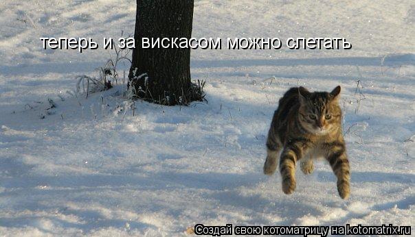 Котоматрица: теперь и за вискасом можно слетать
