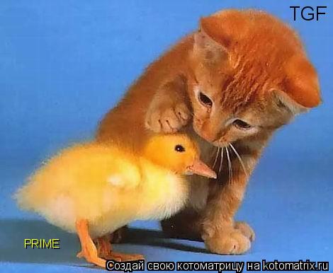 Котоматрица: TGF PRIME