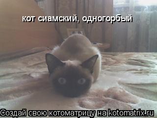Котоматрица: кот сиамский, одногорбый