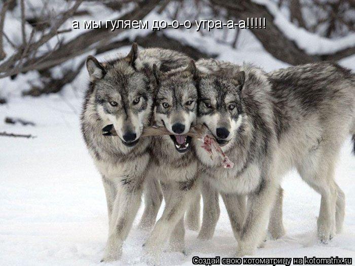 Котоматрица: а мы гуляем до-о-о утра-а-а!!!!!