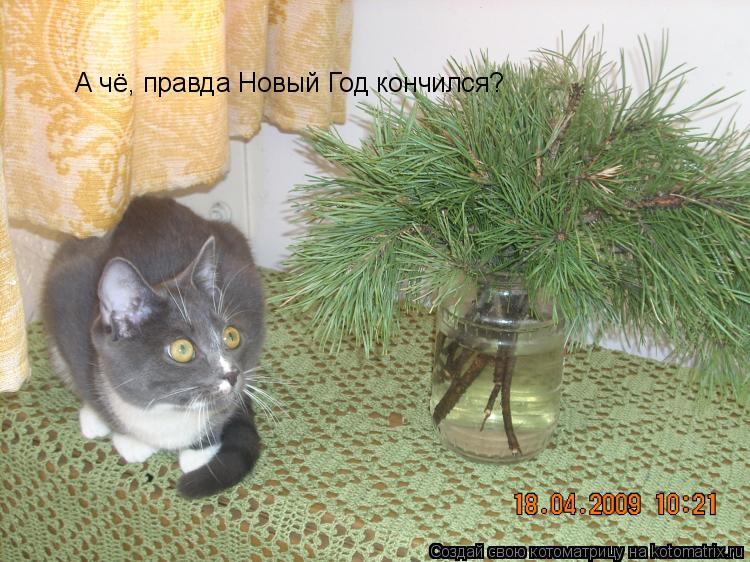 Котоматрица: А чё, правда Новый Год кончился?
