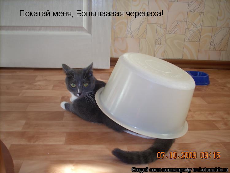 Котоматрица: Покатай меня, Большаааая черепаха!