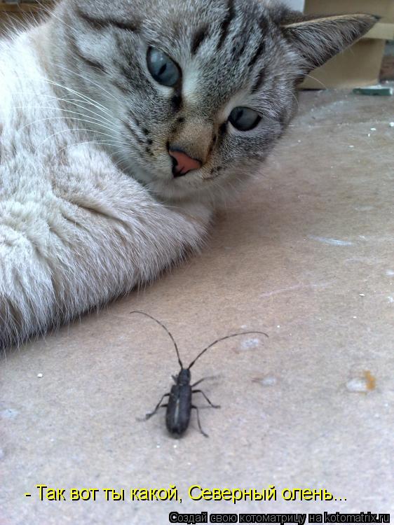 Котоматрица: - Так вот ты какой, Северный олень...