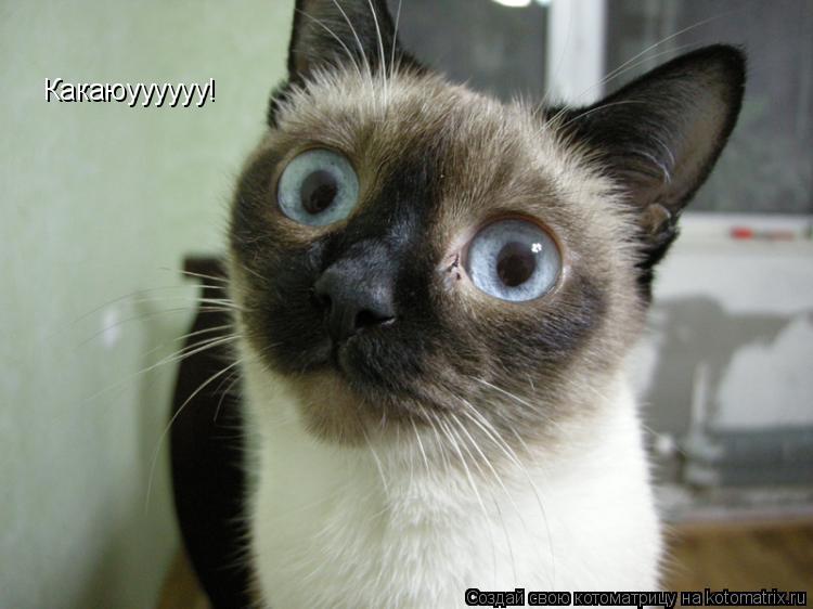 Котоматрица: Какаюуууууу!