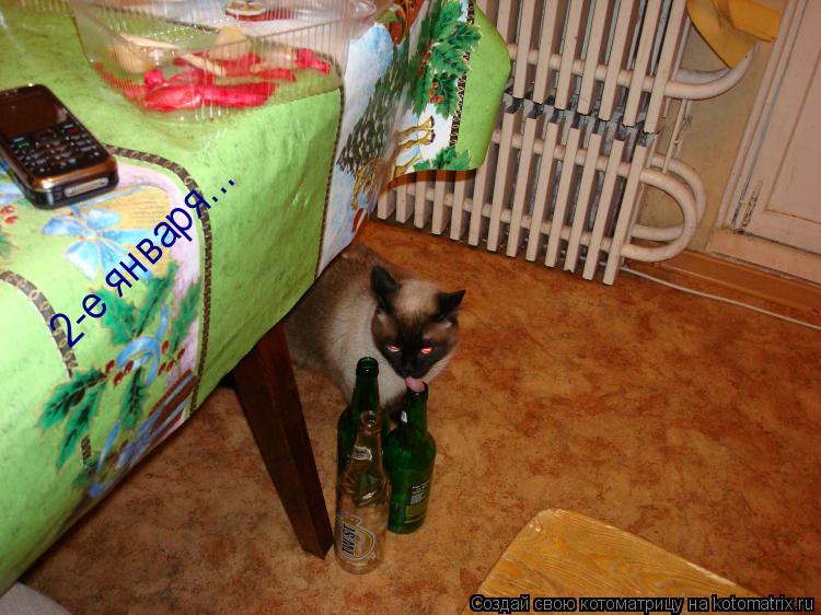 Котоматрица: 2-е января...