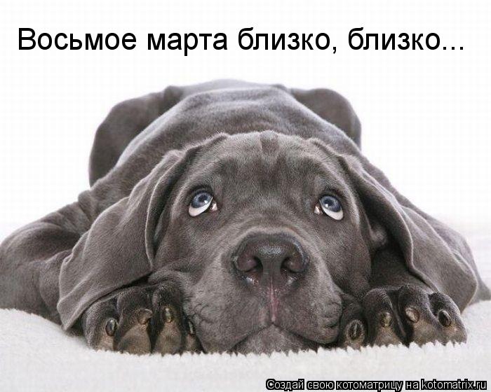 Котоматрица: Восьмое марта близко, близко...