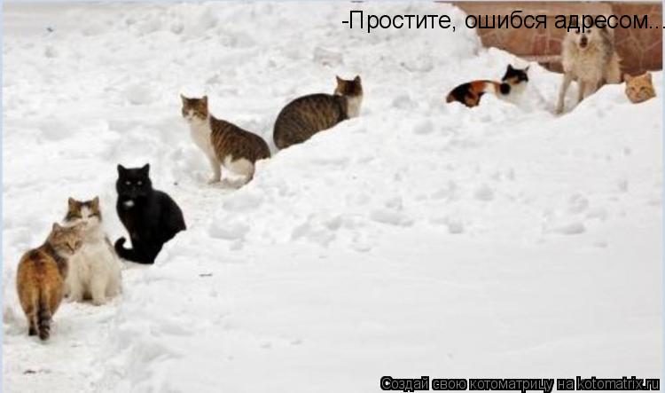 Котоматрица: -Простите, ошибся адресом...