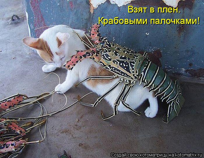 Котоматрица: Взят в плен. Крабовыми палочками!
