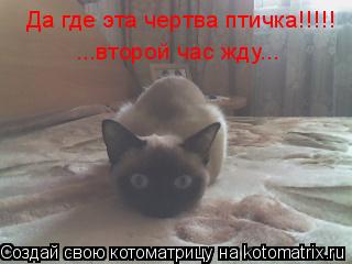 Котоматрица: Да где эта чертва птичка!!!!! ...второй час жду...