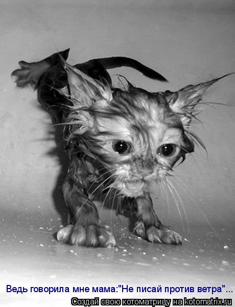 Котоматрица: Ведь говорила мне мама:"Не писай против ветра"...